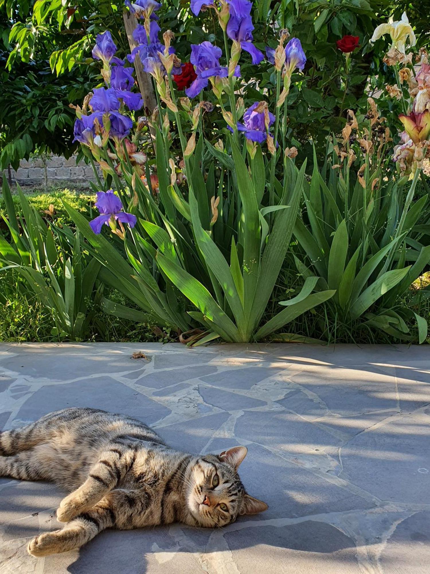 Kesabella Touristic House Bed & Breakfast P'arak'ar Dış mekan fotoğraf