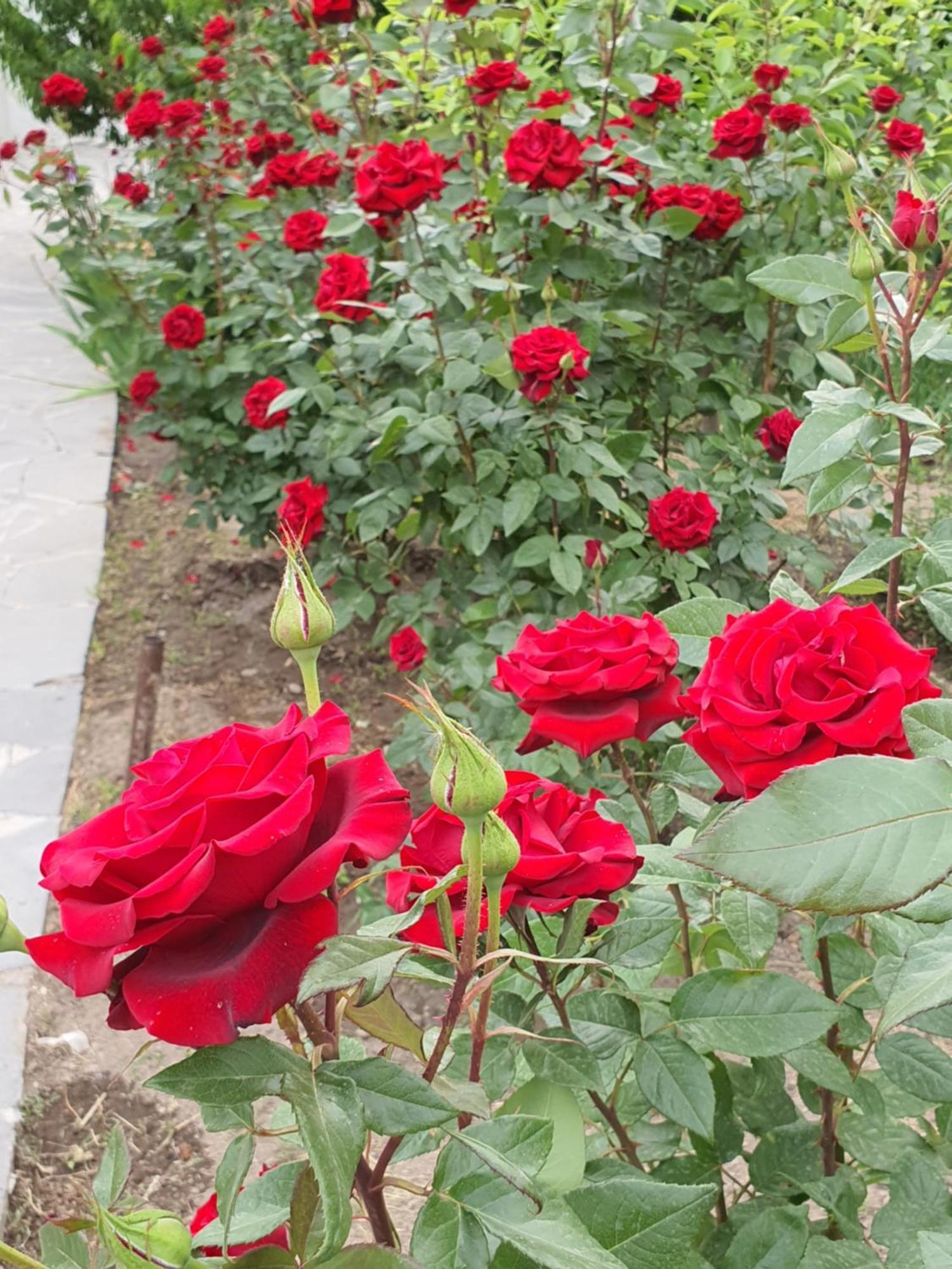 Kesabella Touristic House Bed & Breakfast P'arak'ar Dış mekan fotoğraf